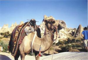 chameau Uchisar