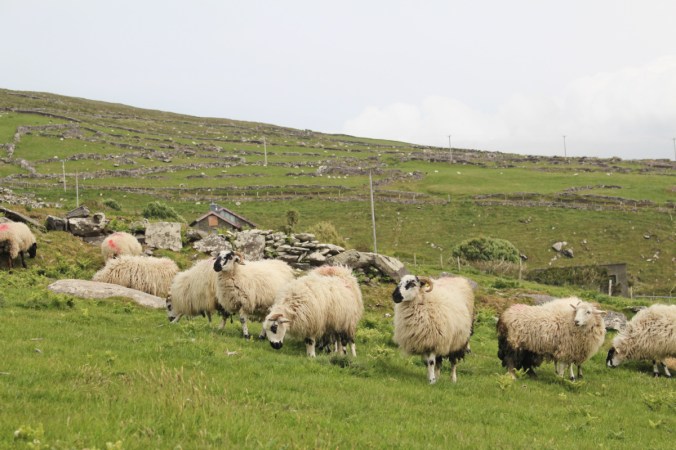 moutons Cashel murphy Irlande