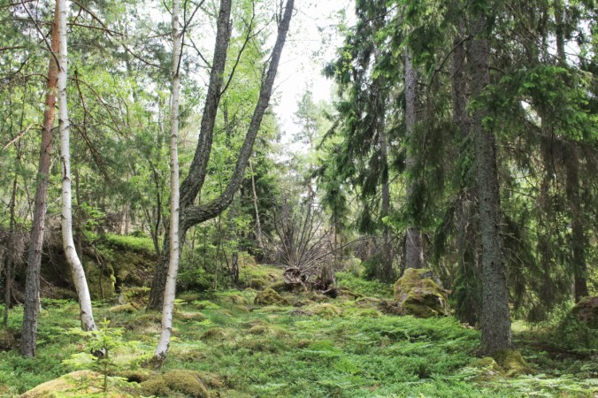 Grinda forêt2