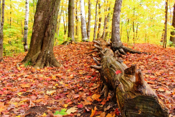 arbres montmorency Québec