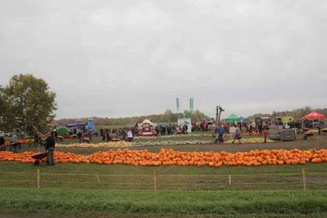 citrouilles île d'orléans Québec