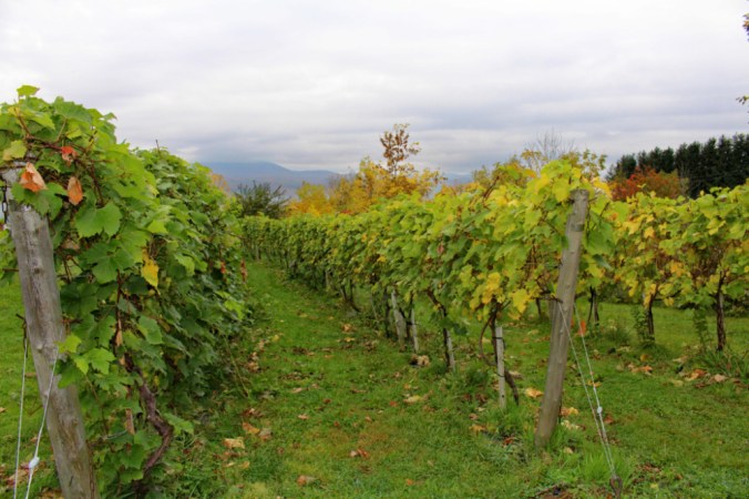vignes du Mitan Québec