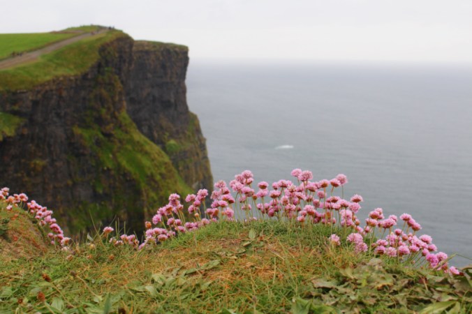 fleurs falaises de Moher Irlande