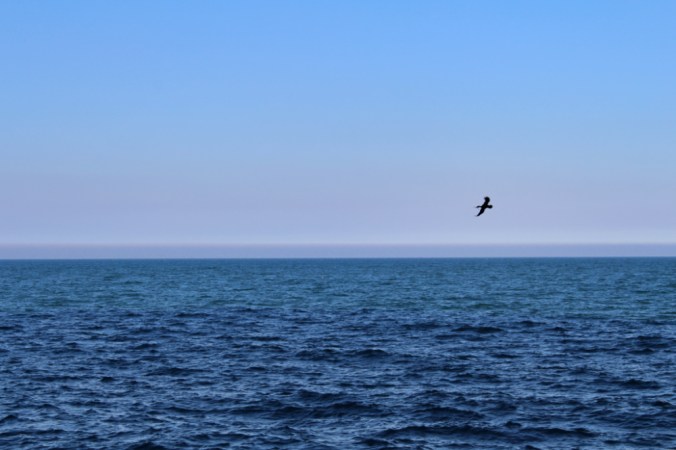 oiseau Gobbins Irlande