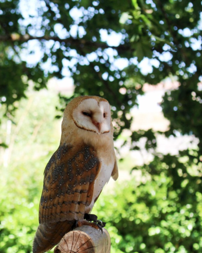 chouette effraie Chauvigny