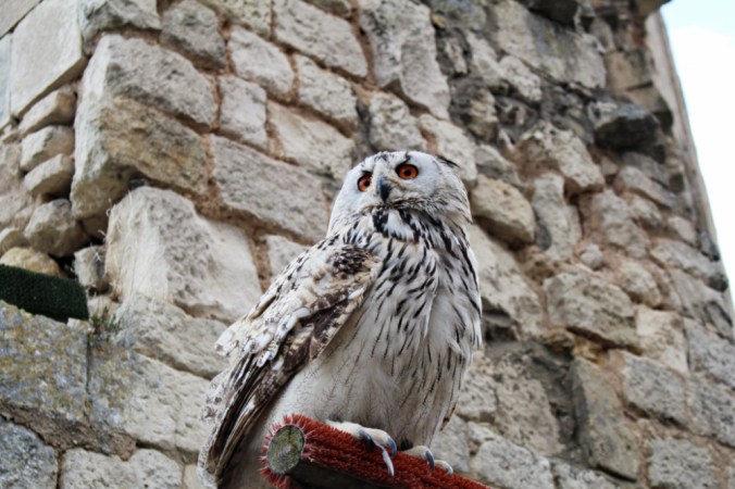 hibou Chauvigny