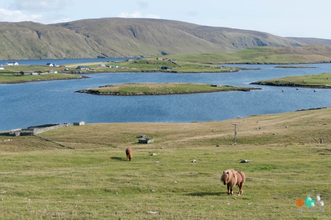 shetland-ecosse-oohmyworld