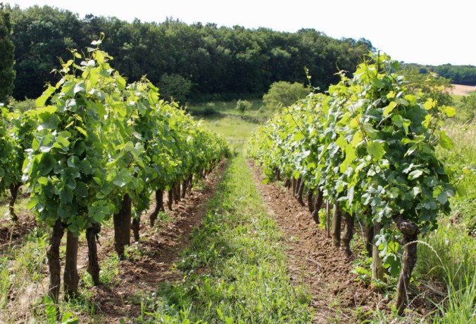 vignes Lavauguyot